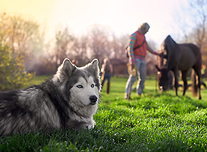 dog-event-reiten-2 dog-event-reiten-2