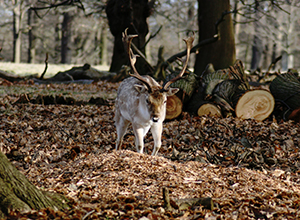 wildpark-1 wildpark-1