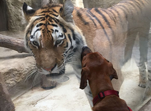 zoo-1 zoo-1
