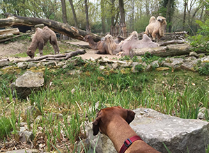 zoo-2 zoo-2