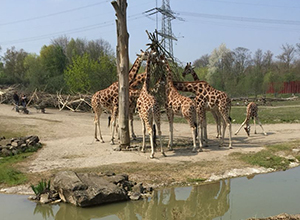 zoo-3 zoo-3
