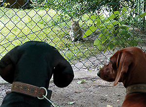 dog-event-gangelt-2 dog-event-gangelt-2
