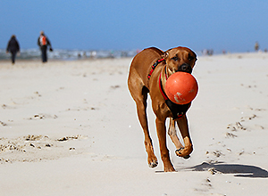 dog-event-texel-1 dog-event-texel-1