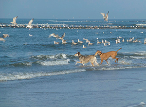 dog-event-texel-6 dog-event-texel-6