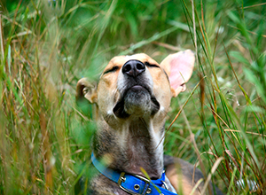 dog-walk-grooter-heide-3 dog-walk-grooter-heide-3
