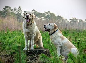 dog-walk-grooter-heide-4 dog-walk-grooter-heide-4