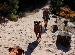 dog-walk-grooter-heide-6 dog-walk-grooter-heide-6