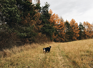 dog-walk-neanderthal-4 dog-walk-neanderthal-4