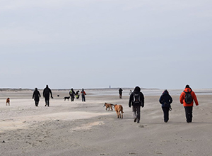 dog-walk-ouddorp-1 dog-walk-ouddorp-1