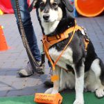 Dog-Team-Tag-190414-25