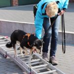 Dog-Team-Tag-190414-31