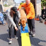 Dog-Team-Tag-190414-33