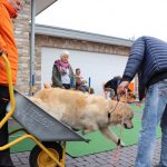 Dog-Team-Tag-190501-28