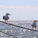 texel-1905-15