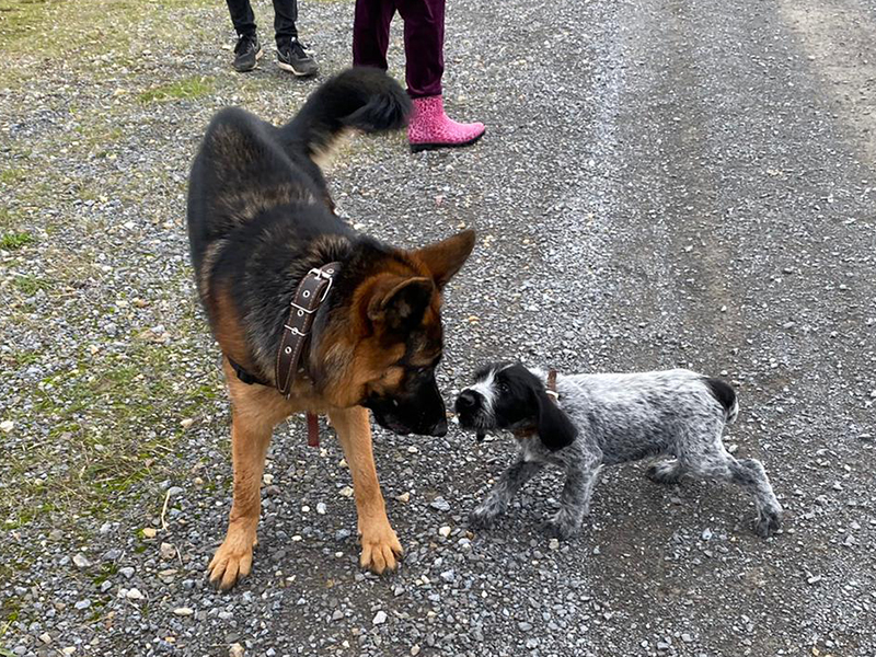 hundeschule-karlstedt-welpen-06