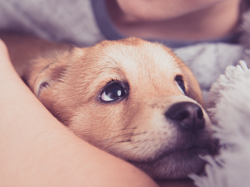 hundeschule-karlstedt-welpen-12 hundeschule-karlstedt-welpen-12