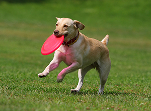 workshop-dog-frisbee-1