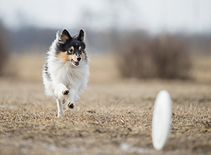 workshop-dog-frisbee-2