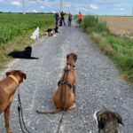 hundeschule-karlstedt-gruppenstunde-profis-juli-2021-03