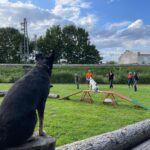 hundeschule-karlstedt-gruppenstunde-profis-juli-2021-06