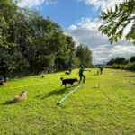 hundeschule-karlstedt-gruppenstunde-profis-juli-2021-09