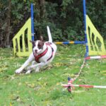 hundeschule-karlstedt-gruppenstunde-10-2021-10