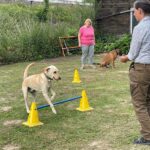 hundeschule-karlstedt-agility-2206-06