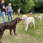 hundeschule-karlstedt-agility-2206-11