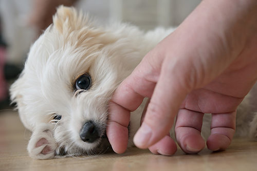 hundeschule-karlstedt-welpentraining-01