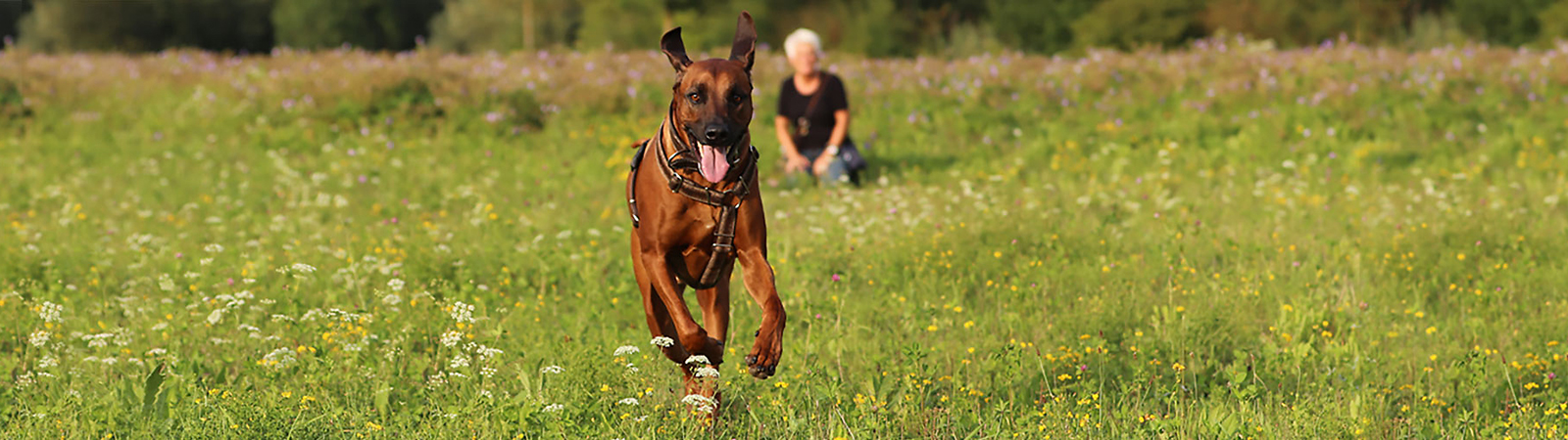 angebot-hund-wiese-freilauf-1600x450px