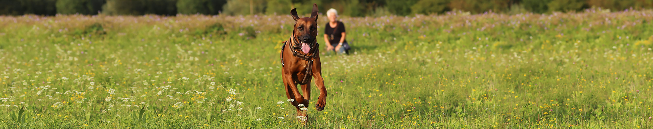 angebot-hund-wiese-freilauf-2560x507px