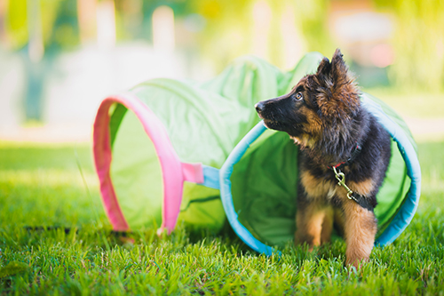 hundeschule-karlstedt-welpen-junghunde-24