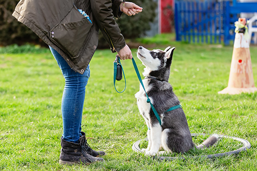 hundeschule-karlstedt-welpen-junghunde-26