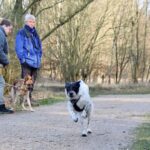 hundeschule-karlstedt-peeringsmaar-januar-2023-08