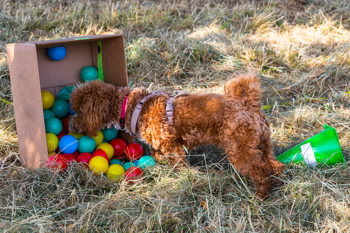 hundeschule-karlstedt-welpenaktion-baelle-training