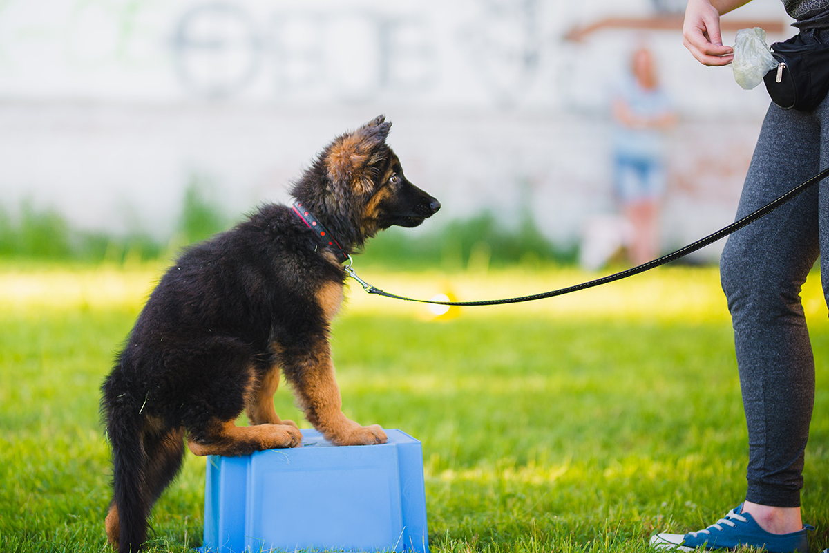 hundeschule-karlstedt-welpenaktion-box-training