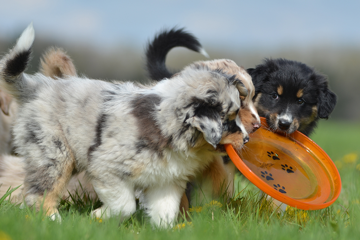 hundeschule-karlstedt-welpenaktion-frisbee