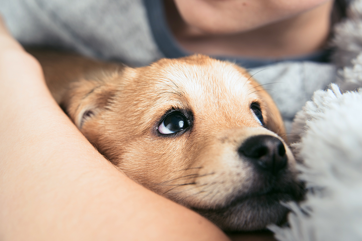 hundeschule-karlstedt-welpenaktion-kuscheln