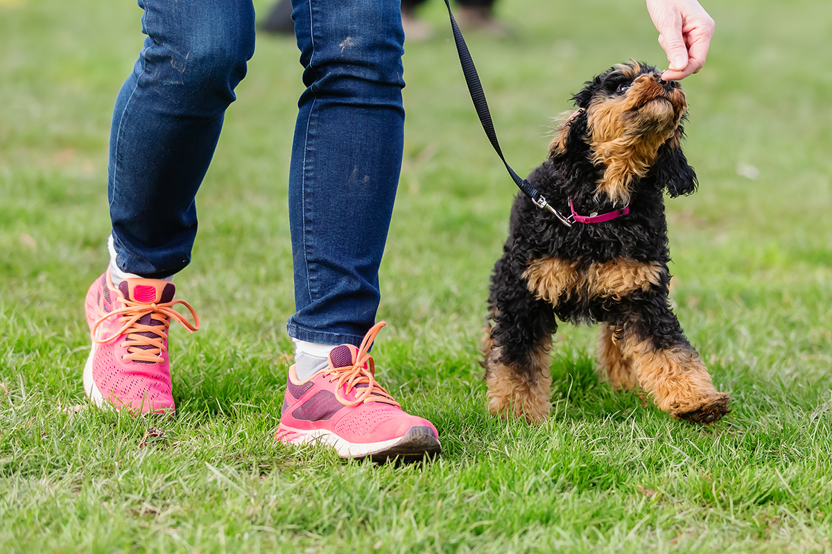 hundeschule-karlstedt-welpenaktion-leckerchen-training