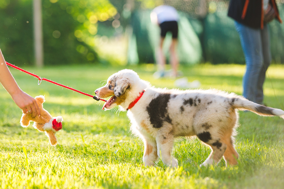 hundeschule-karlstedt-welpenaktion-locken-training