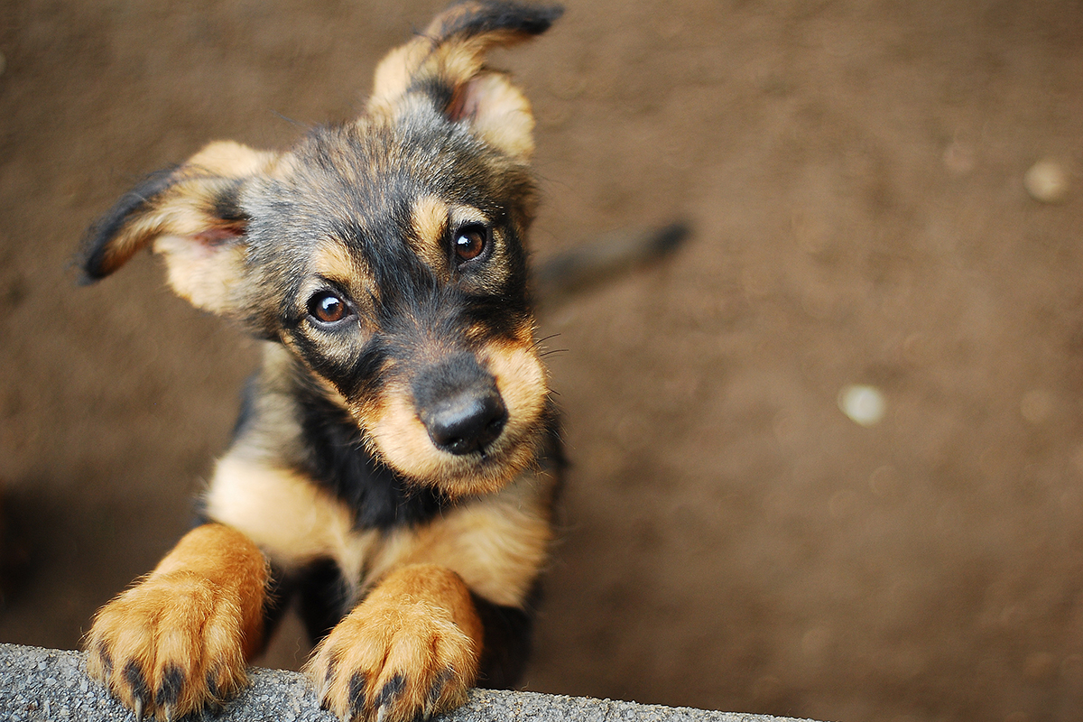 hundeschule-karlstedt-welpenaktion-schaeferhund