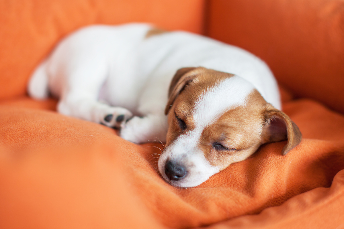 hundeschule-karlstedt-welpenaktion-schlafen