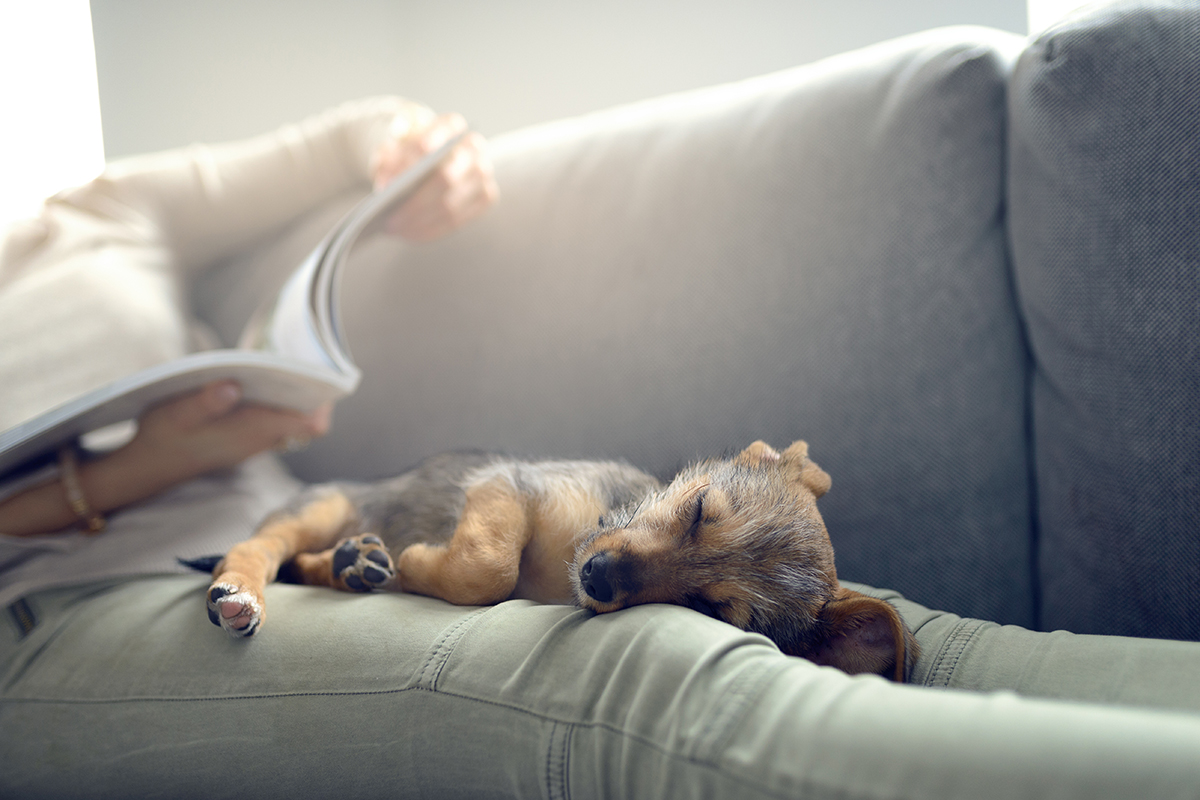 hundeschule-karlstedt-welpenaktion-schoss