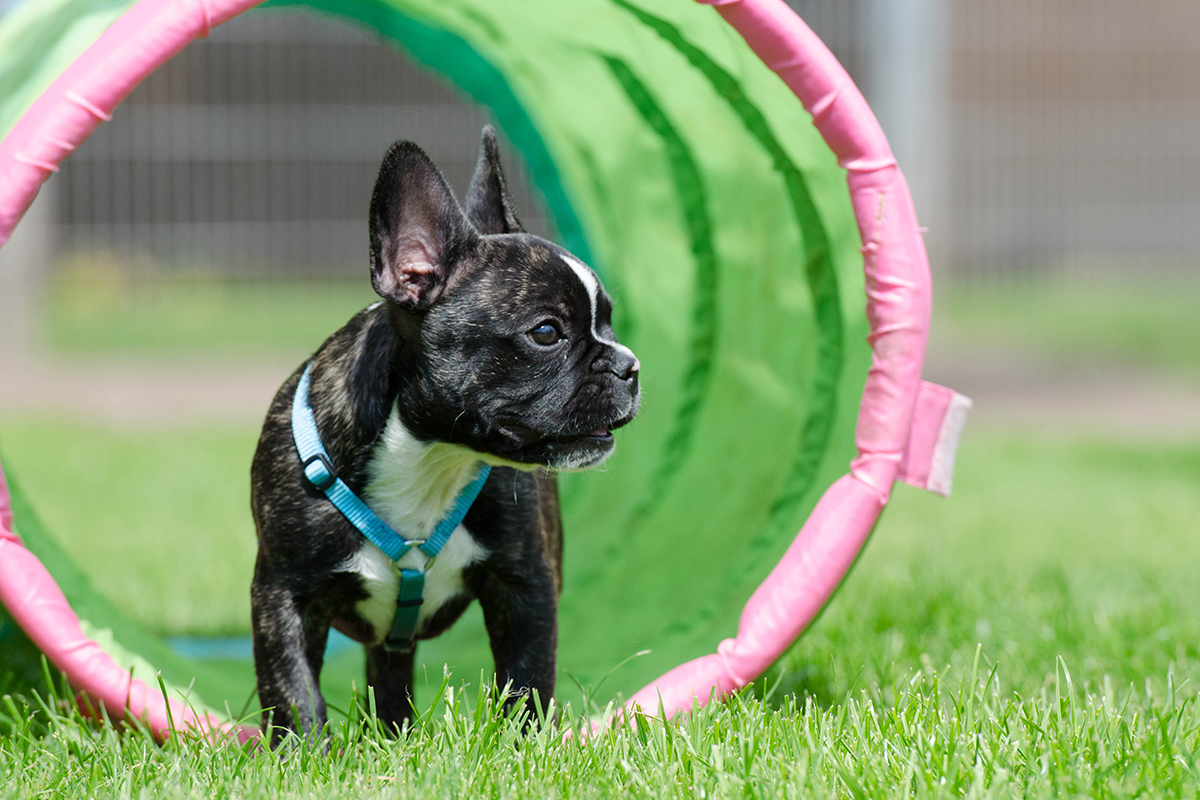 hundeschule-karlstedt-welpenaktion-tunnel-bulldog