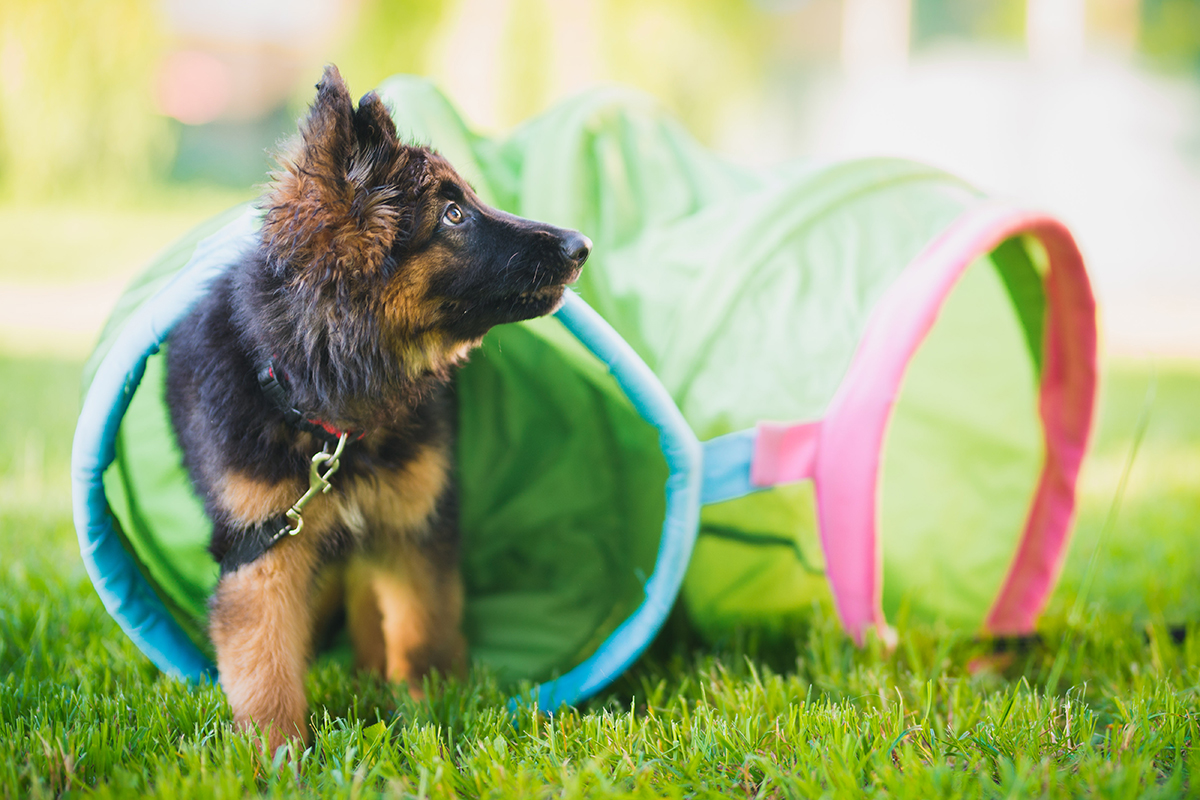 hundeschule-karlstedt-welpenaktion-tunnel-training-gespiegelt