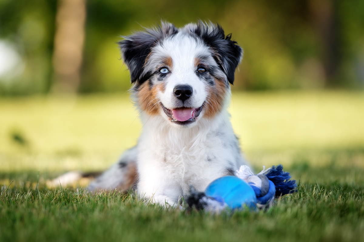 hundeschule-karlstedt-welpenaktion-wiese