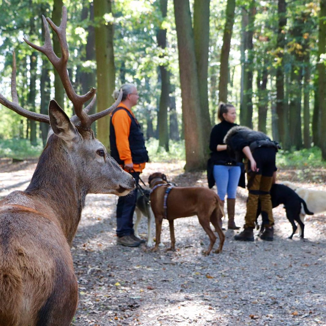 Hochwildpark-191013-30