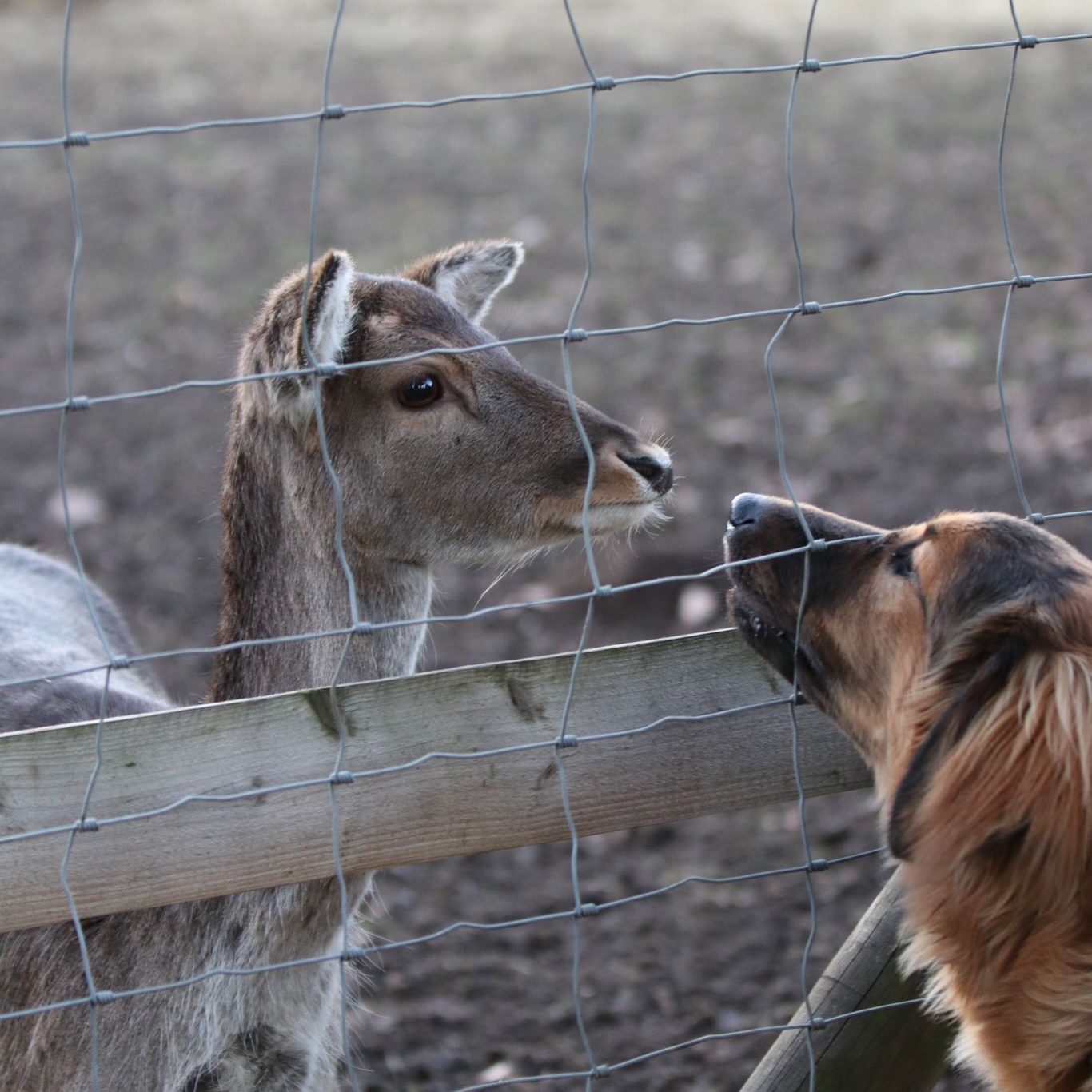 hundeschule-karlstedt-alltag-begegnung-02-2023-14