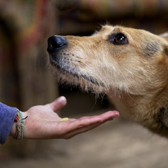 hundeschule-karlstedt-auslandshund-02