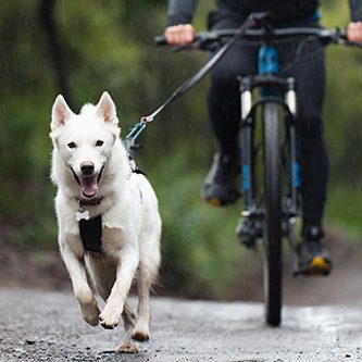 hundeschule-karlstedt-fahrrad-01